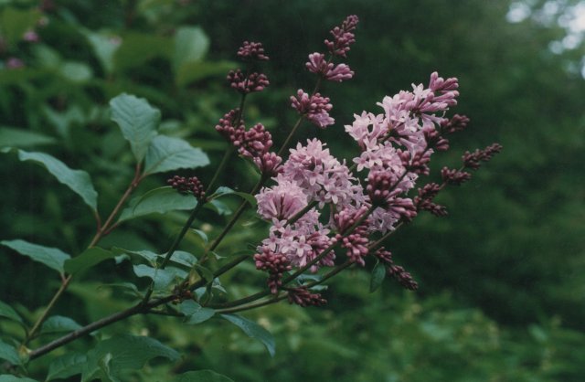 Syringa josikaea(цветение)